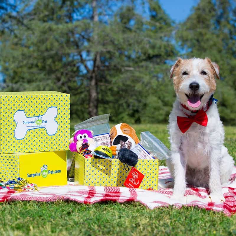 My pet box deals