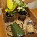My Garden Box