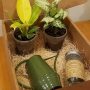 My Garden Box