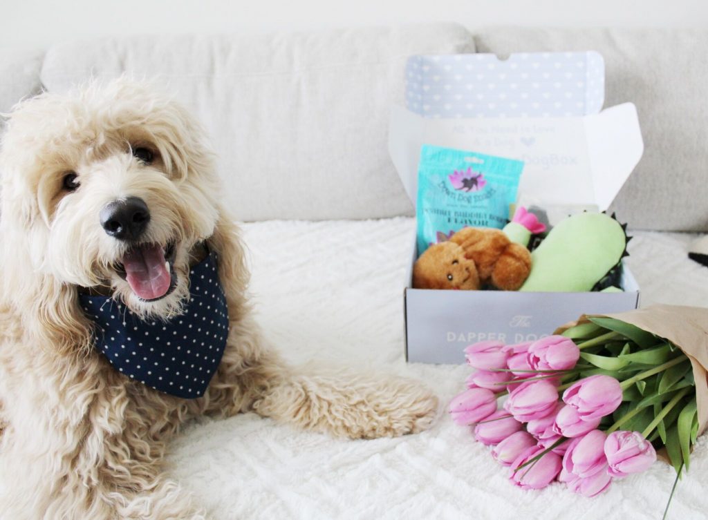 Dapper Dog Box Find Subscription Boxes